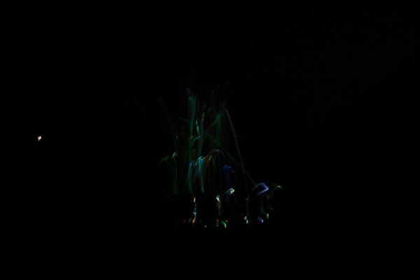 IMG-20240926-WA0051